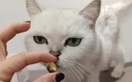 宠物猫鱼油怎么挑选 宠物猫鱼油怎么挑选
