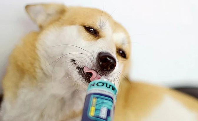狗狗需要一直吃营养膏吗