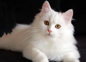 笼养猫咪有攻击性吗?饲主来看看吧 笼养猫咪有攻击性吗?饲主来看看吧