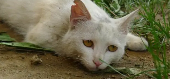 猫死前几天有什么症状？