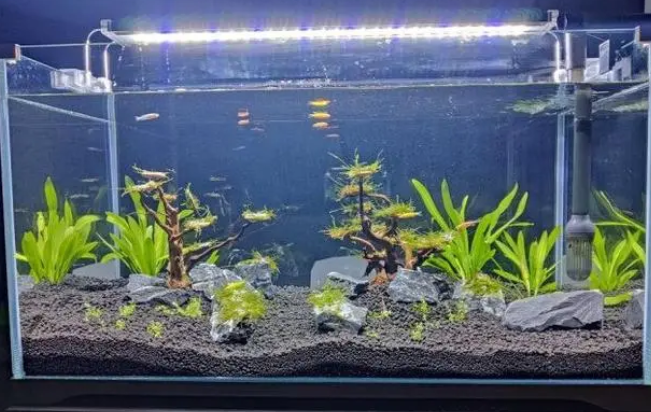 鱼缸多少水草泥 鱼缸多少水草泥