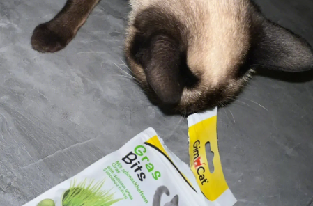 猫草片是什么 猫草片是什么