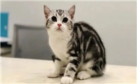 美短高地猫是什么品种?一起来了解一下吧