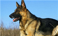 德国牧羊犬尿道见血几天可以配种?不了解的来瞧瞧。
