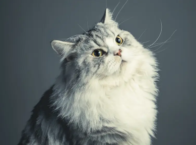 猫粘人是什么原因？一文告诉你！