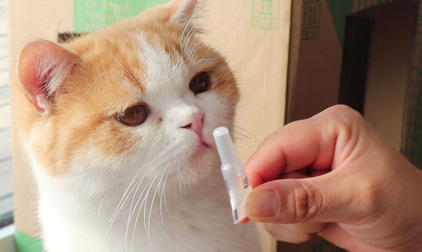 猫怎么驱虫体外驱虫