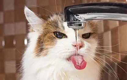 猫咪学会使用饮水机喝水，网友：出门别忘了关电源