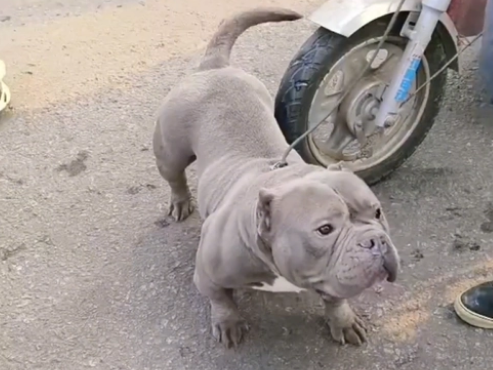 近两万买的恶霸犬,结果8000都难卖 近两万买的恶霸犬,结果8000都难卖