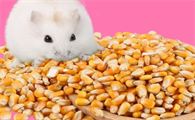 仓鼠吃兔粮吗