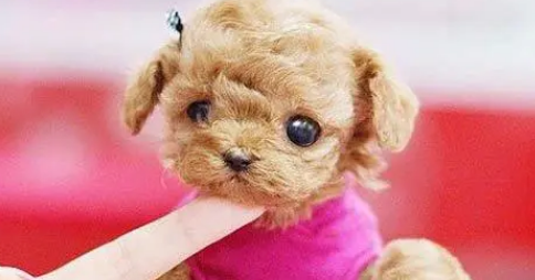 茶杯犬专用狗粮 茶杯犬专用狗粮