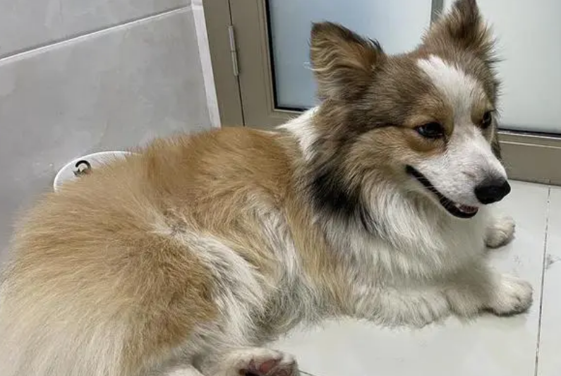 一只柯基被拴路边,好心人驱车40km来收养:只能活三五年了! 一只柯基被拴路边,好心人驱车40km来收养:只能活三五年了!