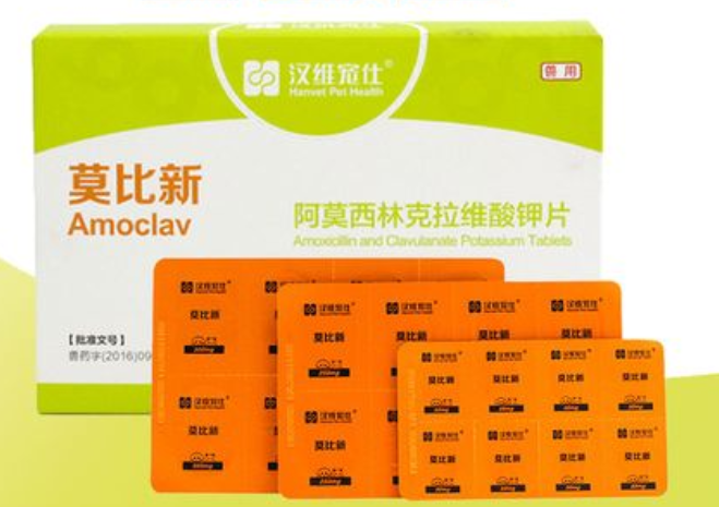 小狗可以吃什么消炎药