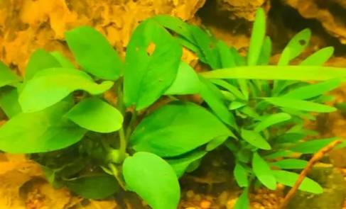 种水草的鱼缸怎么换水
