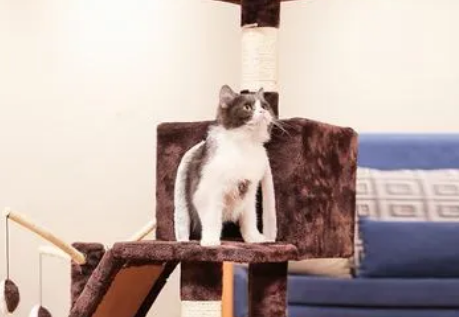 啥牌子的猫爬架好 啥牌子的猫爬架好