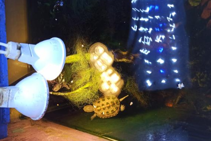 led灯能当乌龟晒背灯 led灯能当乌龟晒背灯