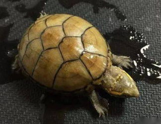 一文详解：头盔泥龟吃什么？
