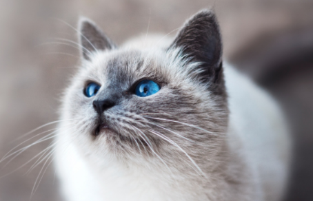 养宠小知识:猫可不可以听懂人话? 养宠小知识:猫可不可以听懂人话?