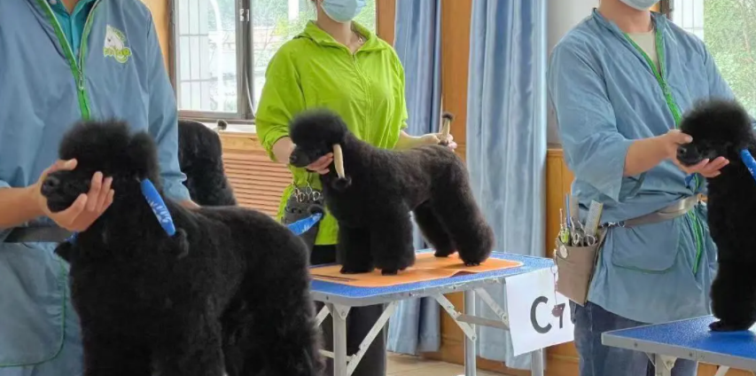 宠物美容学校排行榜前十名 宠物美容学校排行榜前十名