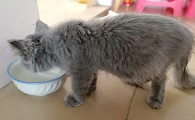 猫怎么会得腹水?主要原因是什么