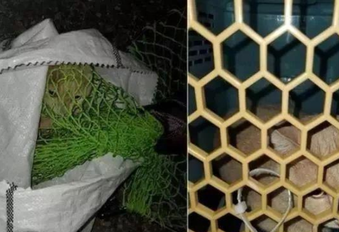 喂流浪猫数日,突失联3个月!再次相遇它送上2只老鼠答谢 喂流浪猫数日,突失联3个月!再次相遇它送上2只老鼠答谢