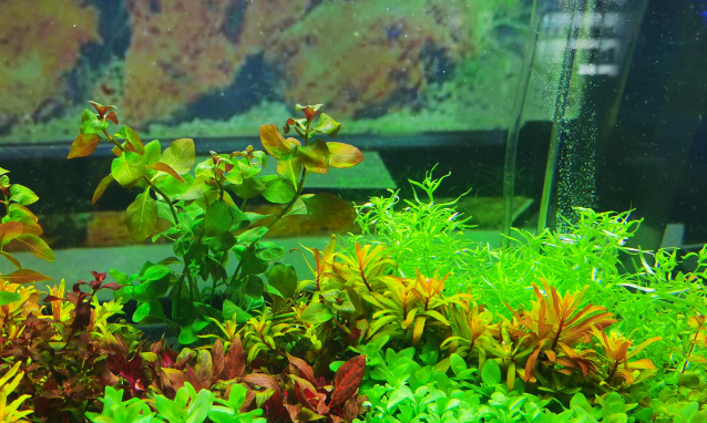 鱼缸水草发黄的解决办法