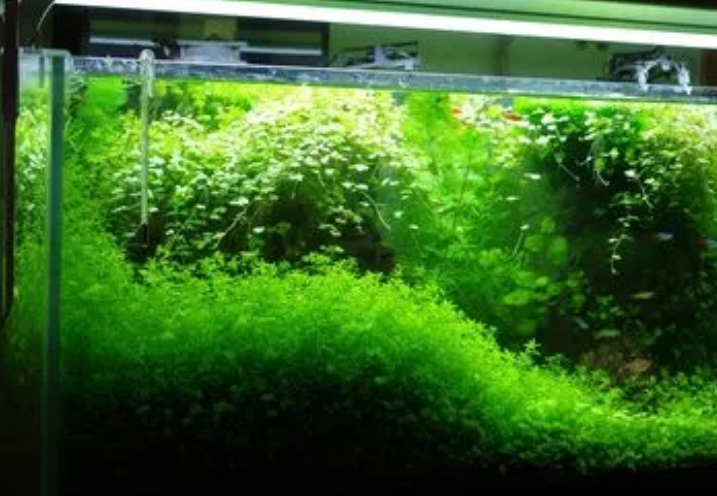 鱼缸里水草的作用