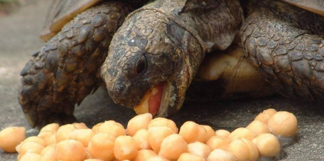 龟粮中颗粒适合多大的龟吃?