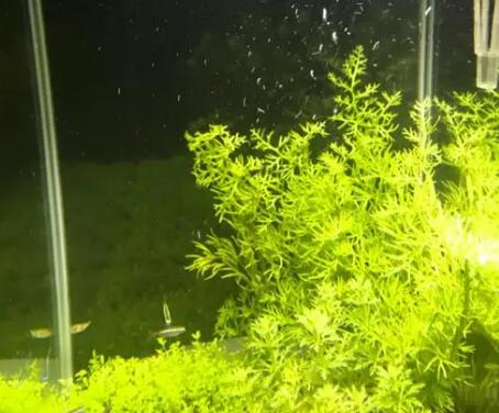 硝化菌的用量是多少 硝化菌的用量是多少
