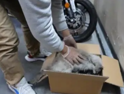 猫界颜值天花板的布偶猫,当它失去主人后,它又是多么弱小和无助 猫界颜值天花板的布偶猫,当它失去主人后,它又是多么弱小和无助