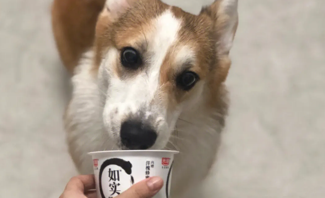 狗狗的益生菌可以用什么代替