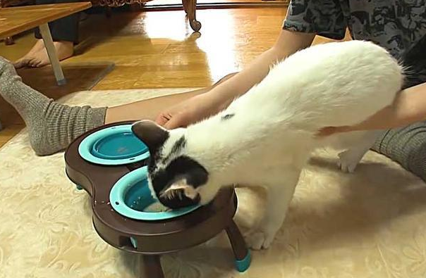 小猫咪奋不顾身救下女孩，竟被电击成脑瘫