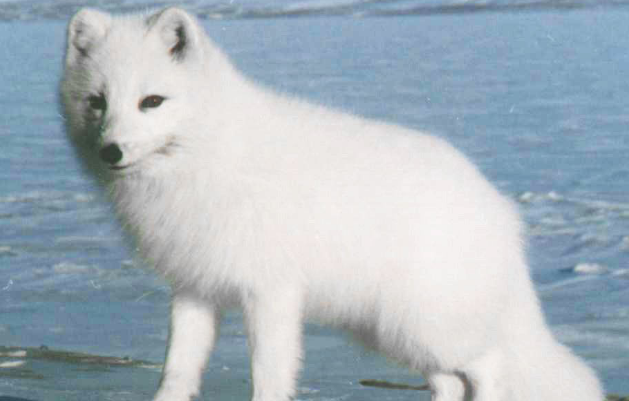 一只白狐狸多少块钱