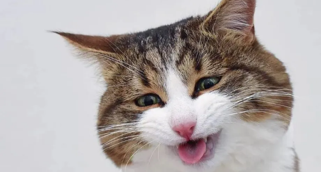 网红猫丑丑真的会笑吗