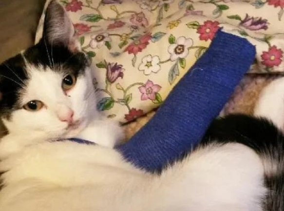 一只好色的猫在跳四层楼下床后腿断了