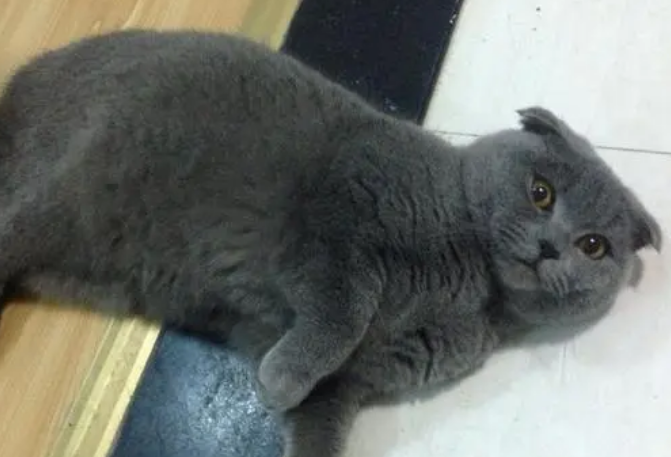 萌宠小知识：英短蓝猫为什么有折耳？