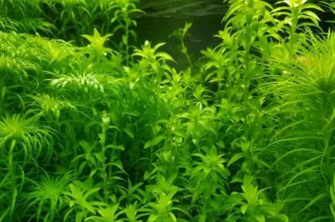 鱼缸种水草容易吗