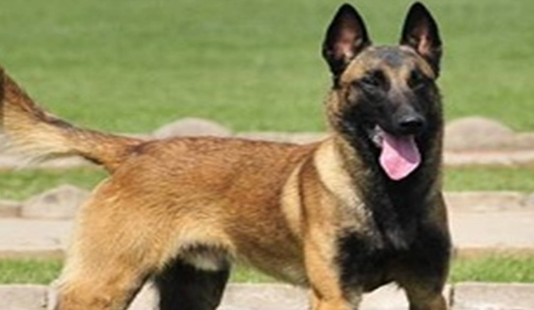 养马犬要注意什么?这些注意事项你一定不能忘记。 养马犬要注意什么?这些注意事项你一定不能忘记。