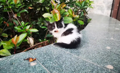 收养流浪猫需要注意什么?此文帮你解答 收养流浪猫需要注意什么?此文帮你解答