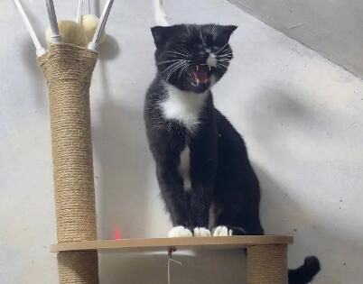 新买的猫爬架直接给猫用会怎样 新买的猫爬架直接给猫用会怎样