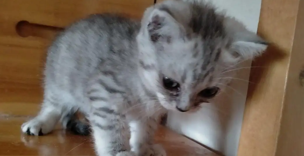 英短猫为什么不捉老鼠?看完涨知识 英短猫为什么不捉老鼠?看完涨知识