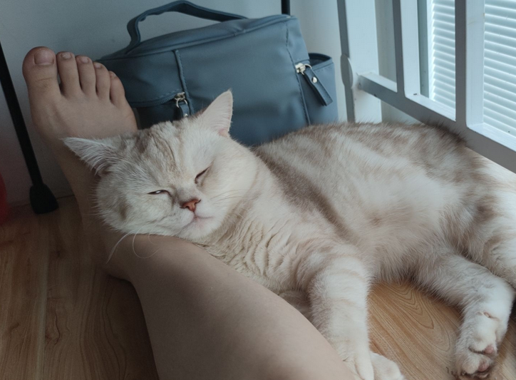 猫知识：猫放在家里十天可以吗？