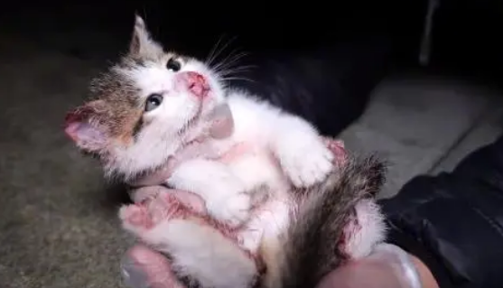 可爱小猫躲在石缝里,被救下后特别粘人 可爱小猫躲在石缝里,被救下后特别粘人