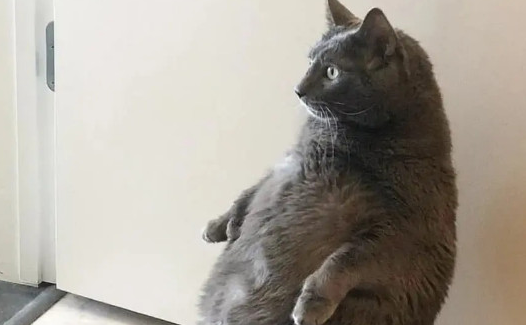 谁养谁后悔蓝猫