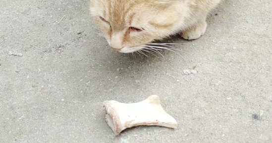 猫为什么不吃骨头?怎样处理? 猫为什么不吃骨头?怎样处理?