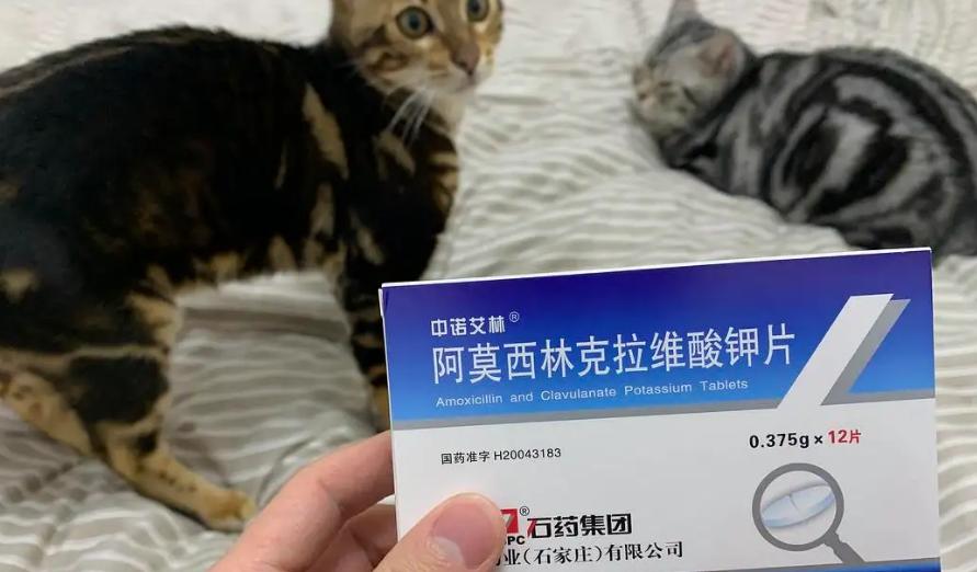 猫用感冒药有哪些