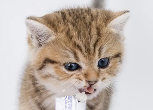 猫咪吃那些益生菌