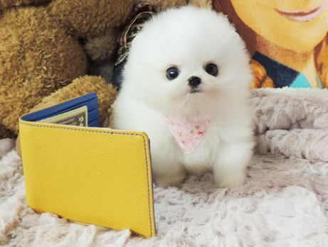 博美茶杯犬价格多少钱一只？速速来了解！