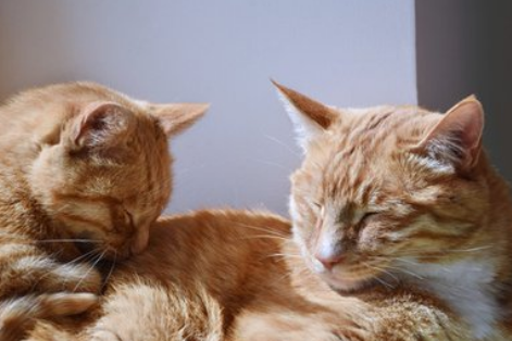 橘猫为什么这么爱睡觉？来看看吧