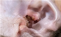 宠物猫治耳螨大概多少钱