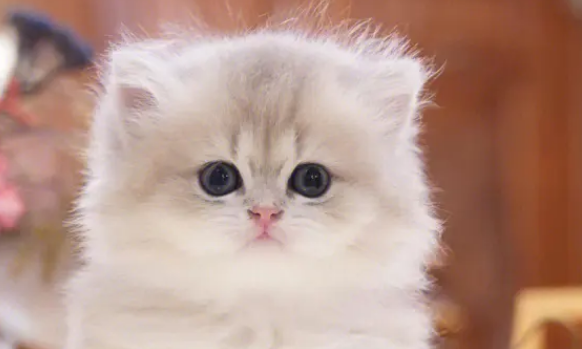 猫和狗的智商哪个高？谁不想养一只聪明的宠物呢？